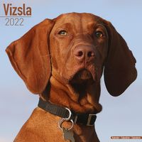 Kalender 2025 Vizsla - thumbnail