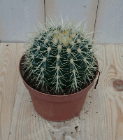 Kamerplant Cactus schoonmoedersstoel klein - Warentuin natuurlijk