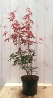 Japanse esdoorn rood groot blad 90 cm struikje - Warentuin Natuurlijk