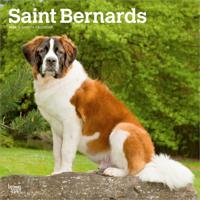 Sint Bernard Kalender 2026