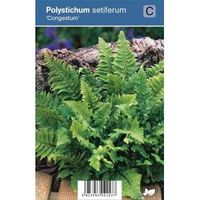 Naaldvaren (polystichum setiferum "Congestum") schaduwplant - 12 stuks