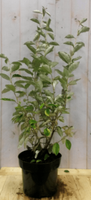 Elaeagnus Olijfwilg groen blad 80 cm - Warentuin Natuurlijk
