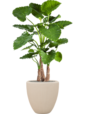 Alocasia calidora in Baq Polystone Plain - kunstplant Alocasia calidora in Baq Polystone Plain - kunstplant