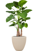 Alocasia calidora in Baq Polystone Plain - kunstplant - thumbnail