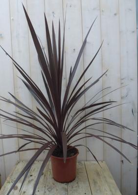 Cabbage Tree Cordyline Australis kuipplant rood 90 cm Cabbage Tree Warentuin Natuurlijk - Warentuin natuurlijk