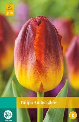 Tulipa Amberglow - Jub