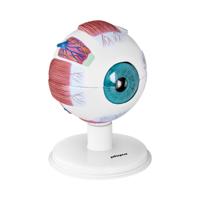 Anatomisch model oog - schaal 6:1