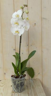 Vlinderorchidee Tak wit 60 cm - Warentuin natuurlijk