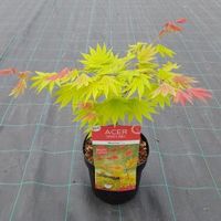 Japanse esdoorn (Acer shirasawanum "Moonrise") heester - thumbnail