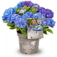 Hydrangea Macrophylla "Three Sisters"® Blue boerenhortensia - thumbnail