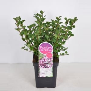 Dwergsering (syringa meyeri "Palibin") - 30-50 cm - 1 stuks