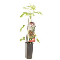 Framboos Rubus idaeus Tulameen