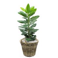 Planten/bloemen mand met hengsels - rotan gevlochten -D42 x H32 cm -plantenpot/plantenmand