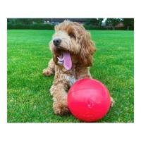 Hondenspeelgoed Company of Animals Boomer Blauw (100mm) Hondenspeelgoed Company of Animals Boomer Blauw (100mm)