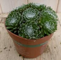 3 stuks! Rotsplant Sedum groen - Warentuin natuurlijk
