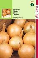 HT Uien Rijnsburger, Bolronde Gele - Hortitops