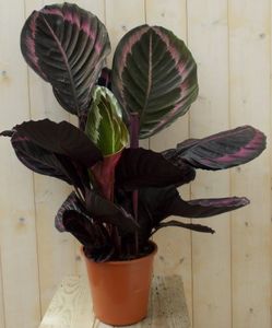 Calathea Surprise Star Pauwenplant groot blad met roze 60 cm - Warentuin Natuurlijk