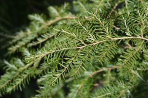 Hemlock