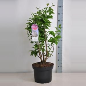 Sering (syringa villosae "Telimena") - 70-90 cm - 1 stuks