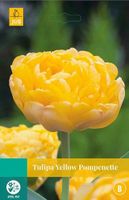 Tulipa Yellow Pompenette 5 bollen - JUB