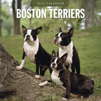 Boston Terrier Kalender 2026 Boston Terrier Kalender 2026
