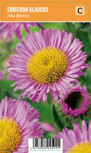 Vips Erigeron glaucus Sea Breeze - fijnstraal