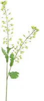 Pure Royal kunsttak koolzaad bloem 85cm groen