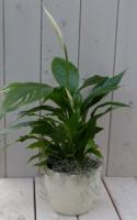 Lepelplant Spathiphyllum creme pot 40 cm Warentuin Natuurlijk - Warentuin natuurlijk