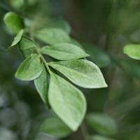 Murraya Kunstboom Deluxe 210cm in pot