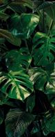 Noordwand Komar Pure Fotobehang Tropical Wall - P333-VD1