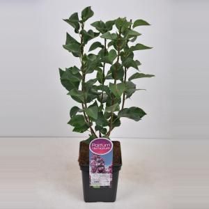 Sering (syringa vulgaris "Paul Deschanel") - 50-70 cm - 1 stuks