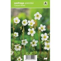 Mossteenbreek (saxifraga arendsii "Carpet White") voorjaarsbloeier - 12 stuks