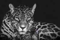 Karo-art Afbeelding op acrylglas  - Jaguar in zwart en wit