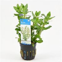 Bacopa amplexicaulis (caroliniana) - 6 stuks - aquarium plant - thumbnail