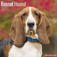 Kalender 2025 Basset