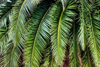 Canarische Dadelpalm Canarische Dadelpalm