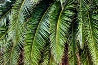 Canarische Dadelpalm