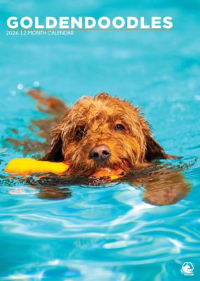 Goldendoodle A3 Kalender 2026