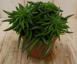 2 stuks! Kamerplant Peperomia Happy Bean - Warentuin natuurlijk