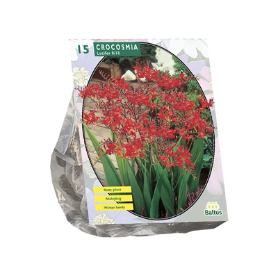 Crocosmia