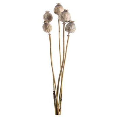 Droogbloemen Papaver Gigantum - naturel - 68 cm