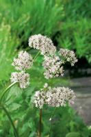 2 stuks! Valeriana officinalis potmaat P9 Echte valeriaan Moerings - Moerings