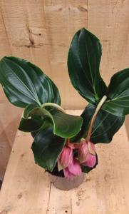 Trosbloem roze Medinilla Magnifica 2 stelen 2 bloemen kamerplant - Warentuin natuurlijk