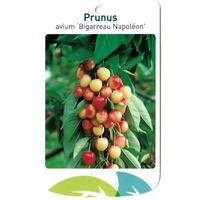 Prunus Avium Bigarreau Napoleon - Oosterik Home - thumbnail