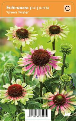 Vips Echinacea purpurea Green Twister - Zonnehoed