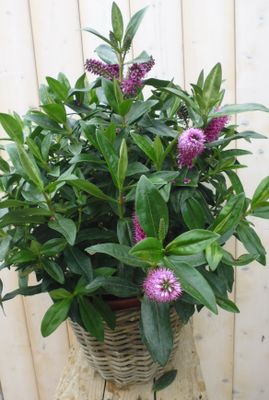 Veronica Hebe Andersonii Roze/Paars met donkergroen blad in White Wash Mand - Warentuin natuurlijk