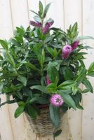 Veronica Hebe Andersonii Roze/Paars met donkergroen blad in White Wash Mand - Warentuin natuurlijk