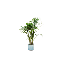 Combi deal - Kentia palm inclusief elho Ocean Round atlantisch blauw Ø22 - 130 cm Combi deal - Kentia palm inclusief elho Ocean Round atlantisch blauw Ø22 - 130 cm
