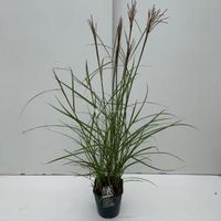 Prachtriet (Miscanthus sinensis "Ferner Osten") siergras - In 5 liter pot - 1 stuks