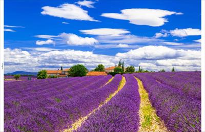 Tuindoek lavendel 210x140cm - Customize it